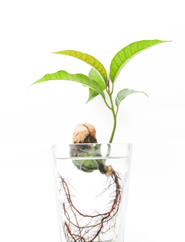 観葉植物は水耕栽培できる?メリット・デメリットやおすすめの品種を紹介します