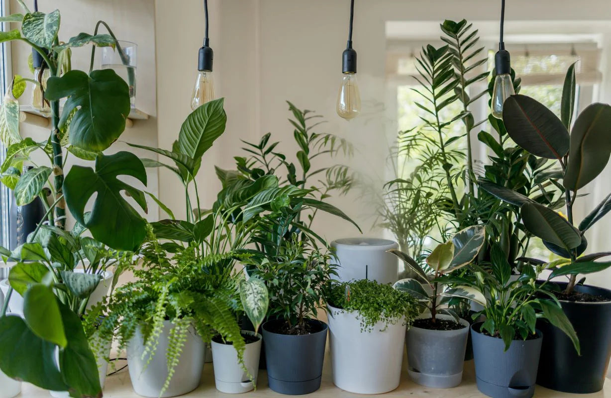 虫がわかない観葉植物のおすすめは?選び方やお手入れ方法を解説します!
