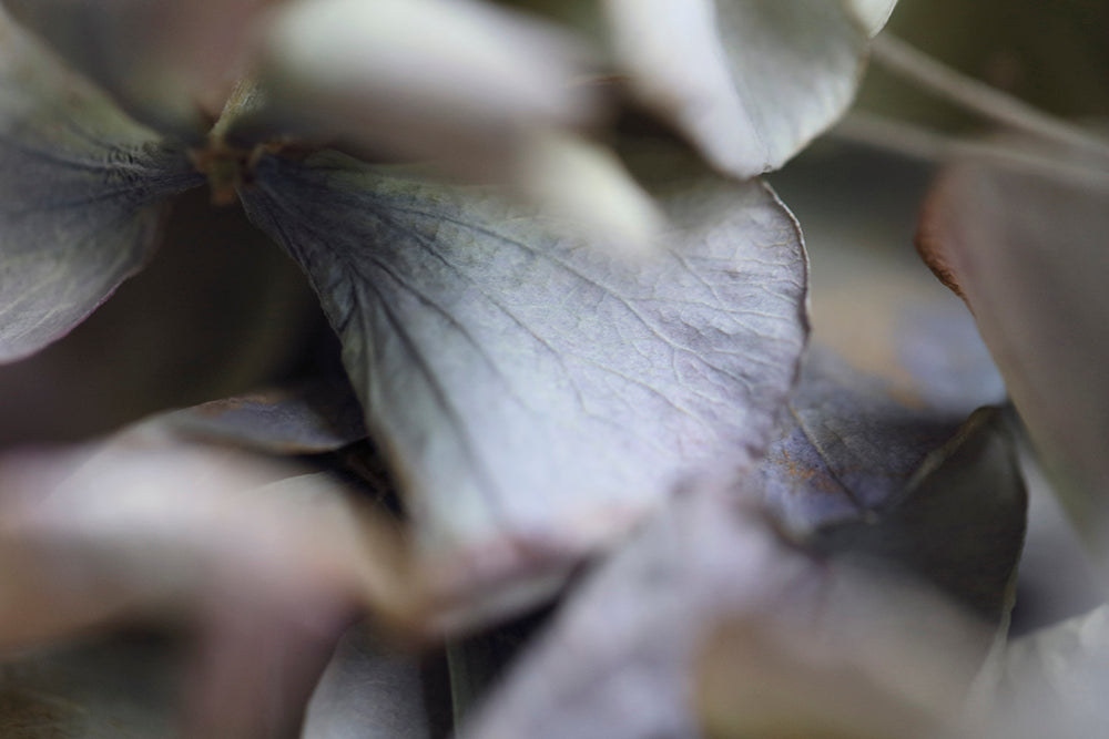 Fragment Ⅱ - series 'Hydrangea'.