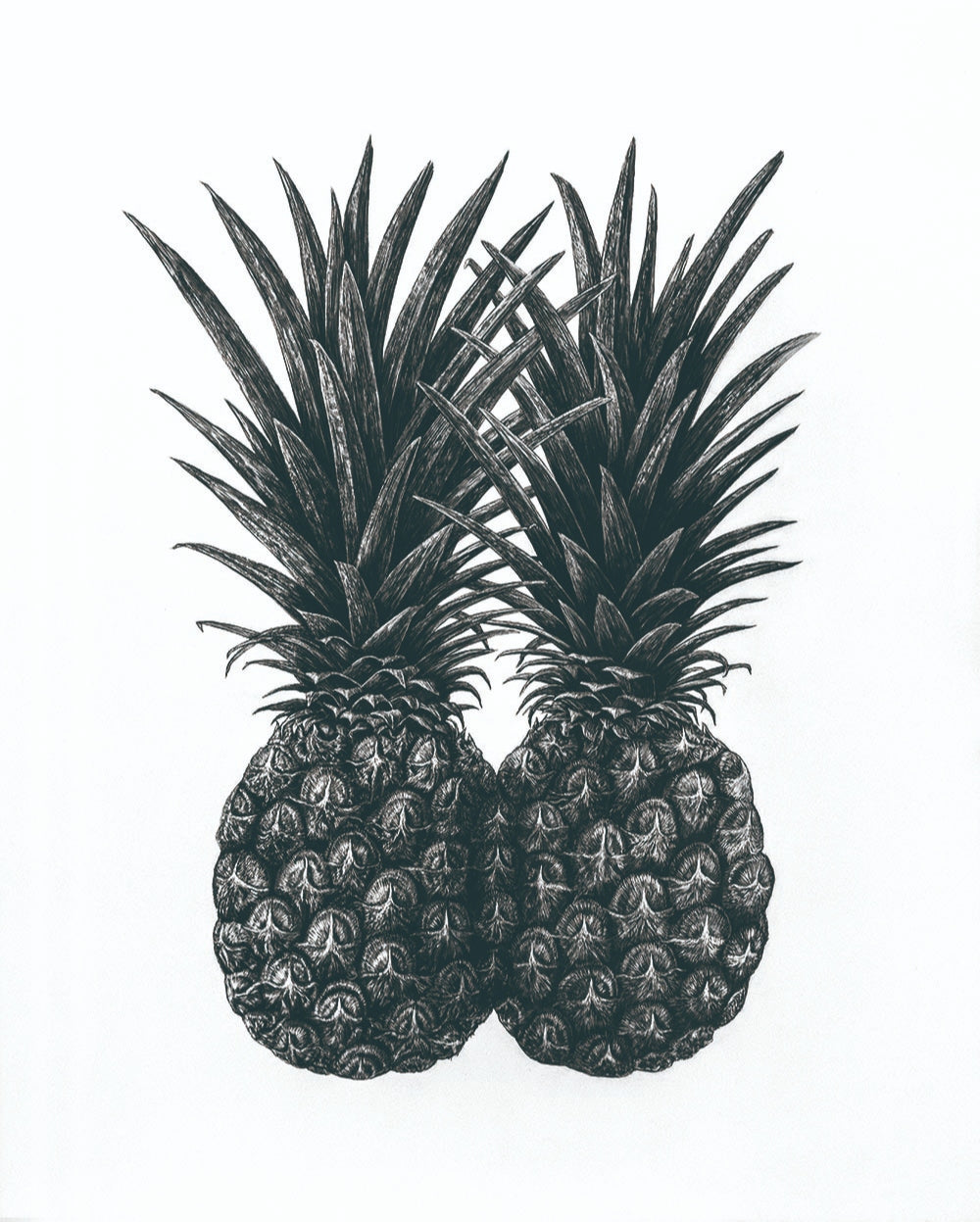 venn diagram（Pineapple）